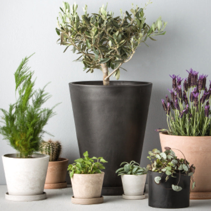 Scilla Blumentopf H6,2 cm