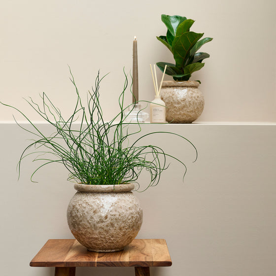 Cille Blumentopf