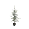 Yule Zedernbaum mit LED