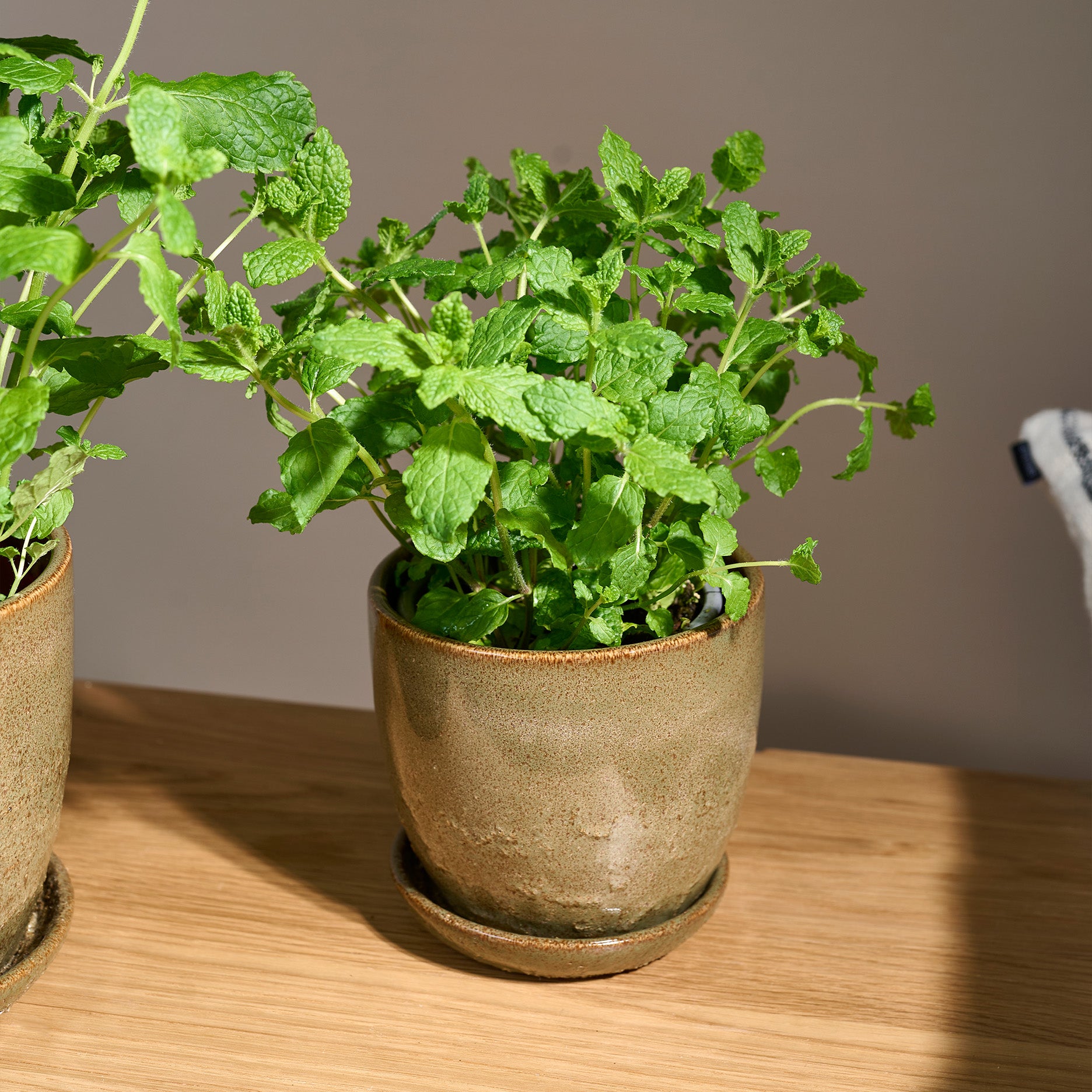 Pio II Blumentopf D12 cm