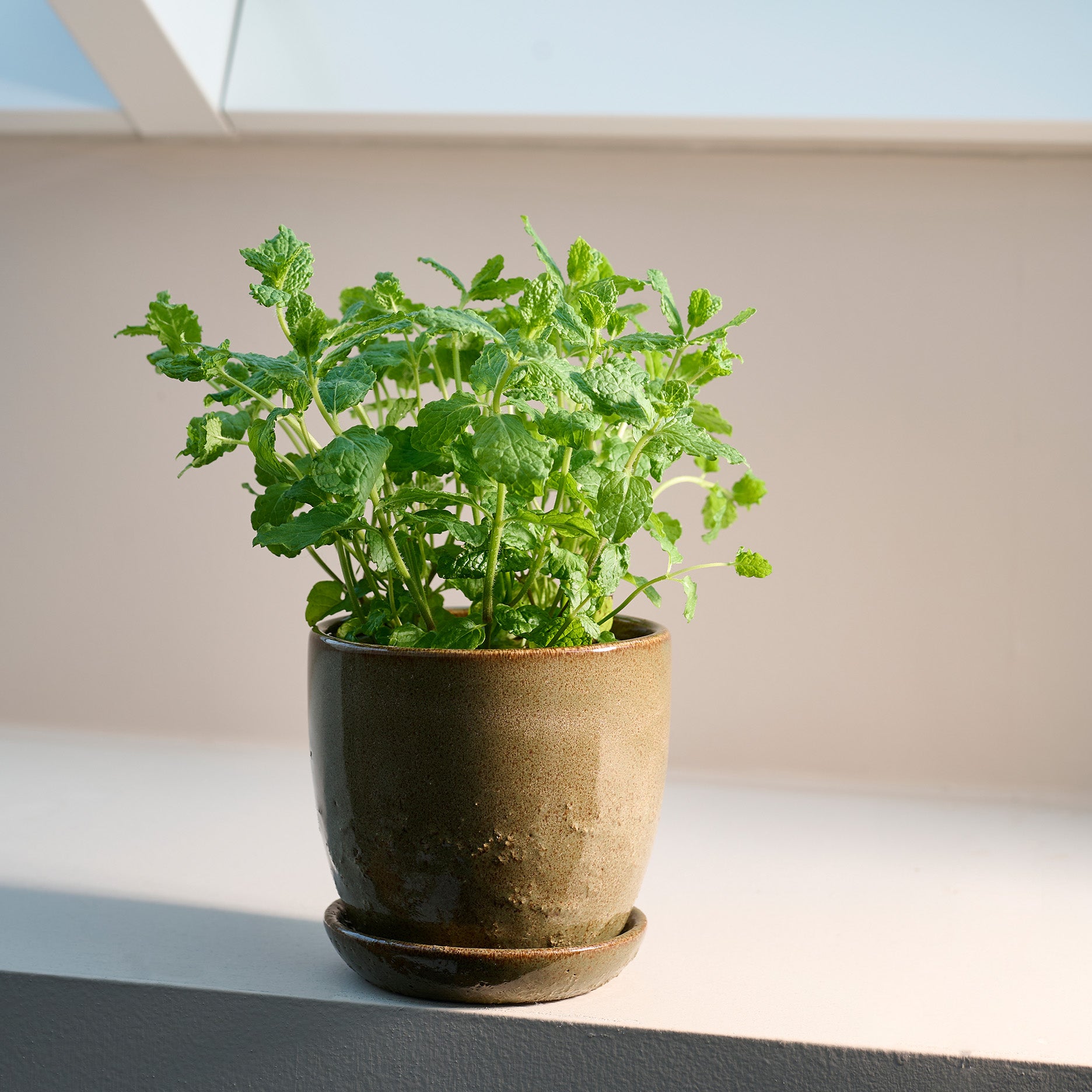 Pio II Blumentopf D17 cm