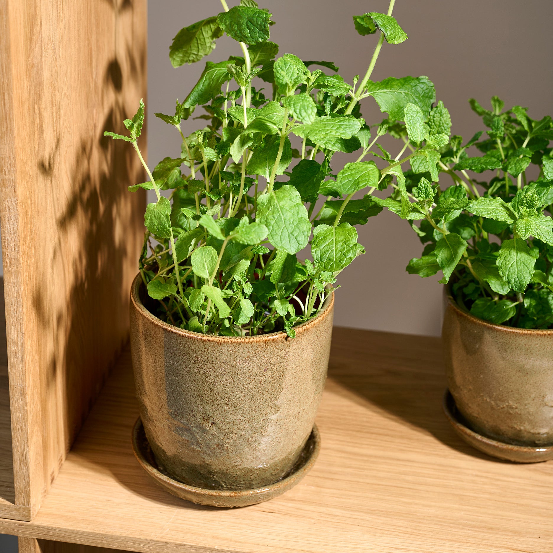 Pio II Blumentopf D14 cm