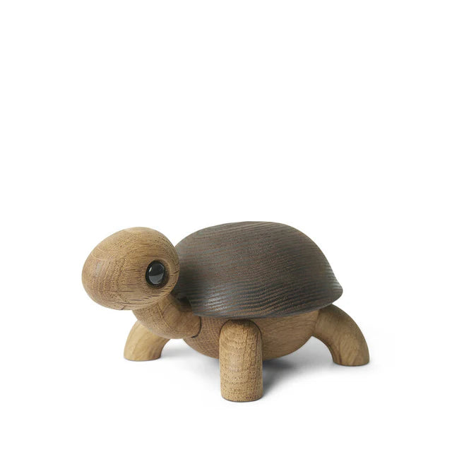 Speedy Schildkrötenbaby